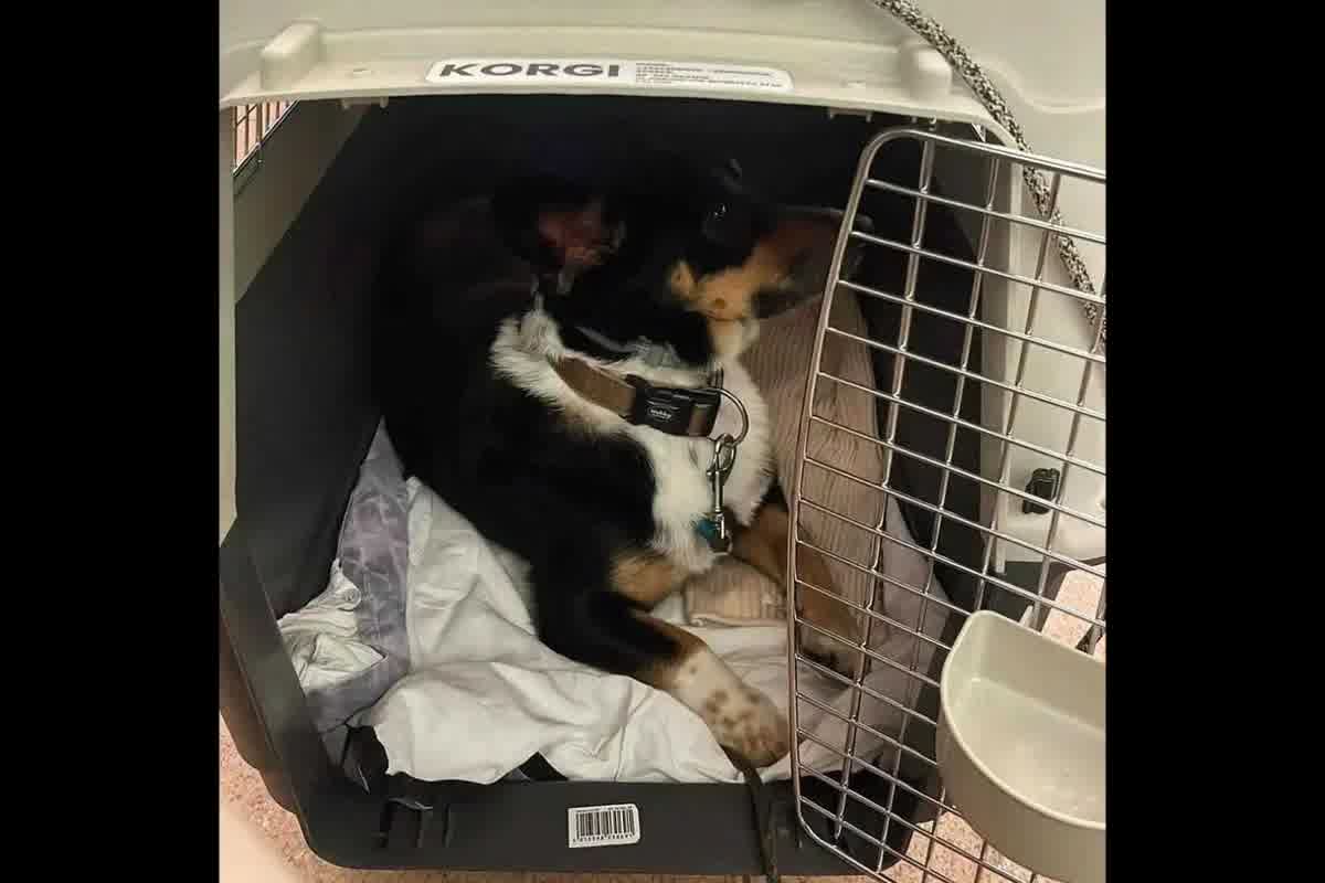 Por qué comer de más antes de volar causa problemas digestivos en mascotas