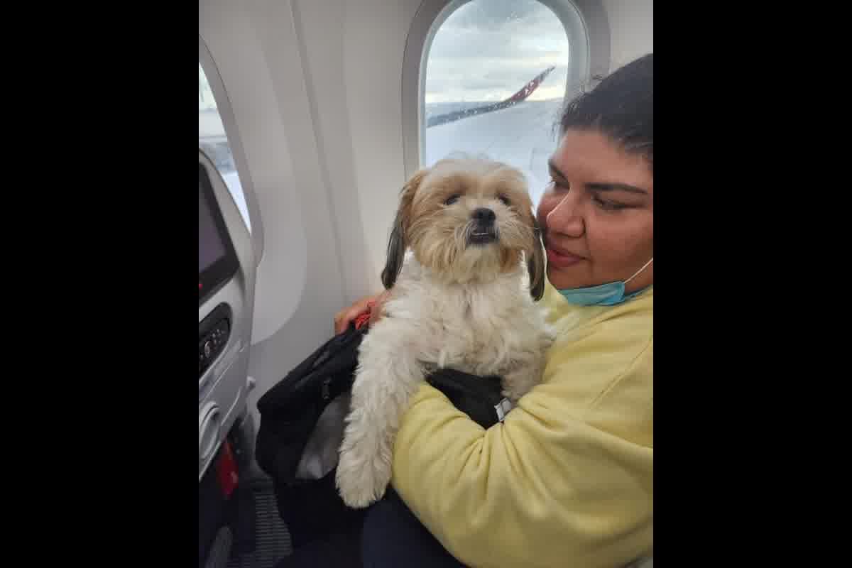 Cuánto tiempo antes empezar viaje con mascota: microchip, RNATT, CZE y plazos críticos