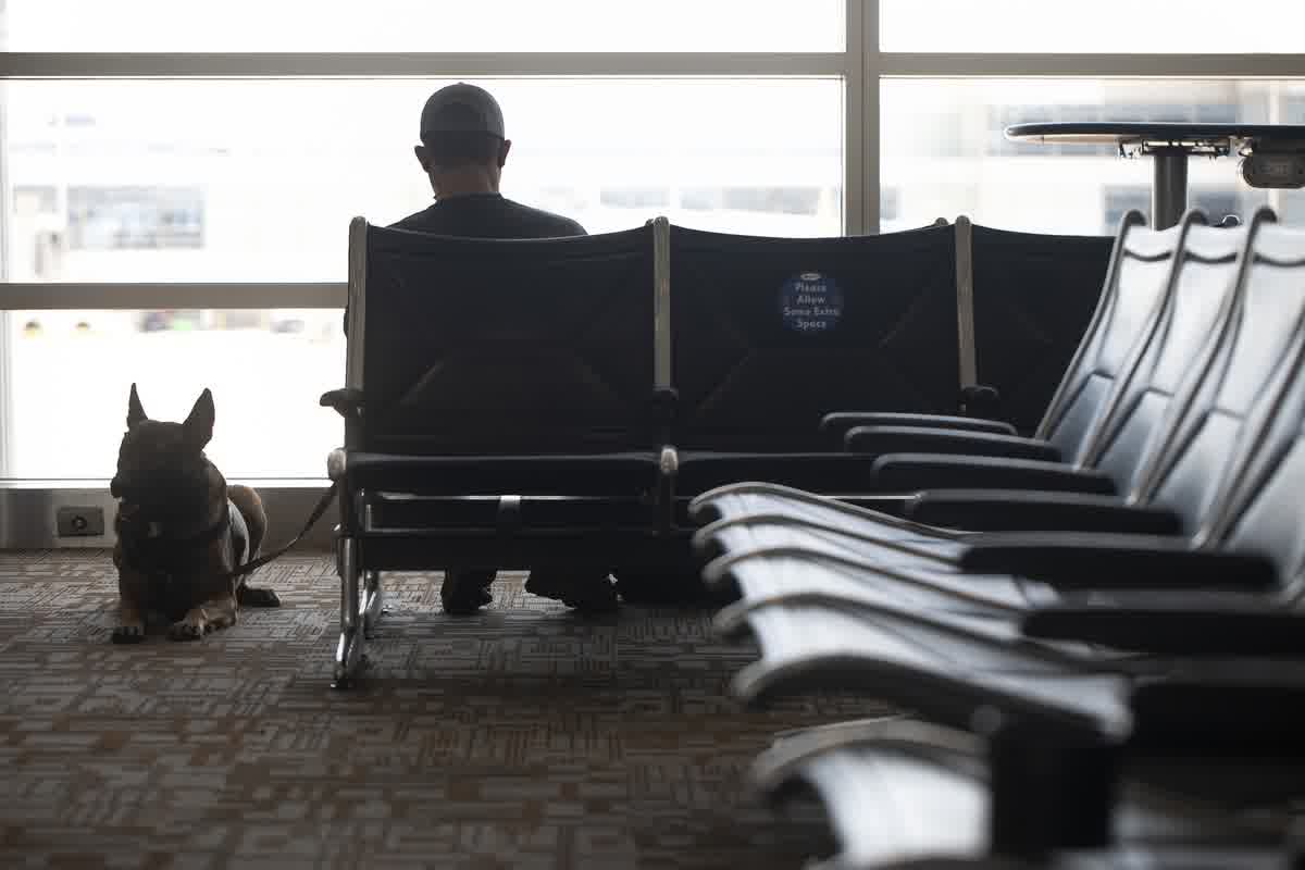 Rechazo en aduana con mascota: retención, cuarentena y reexpedición por fallos documentales