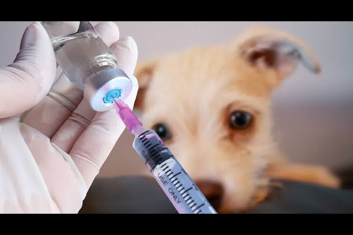 Vacuna antirrábica para viajar: plazos 21 días UE, 30 días RNATT y microchip previo