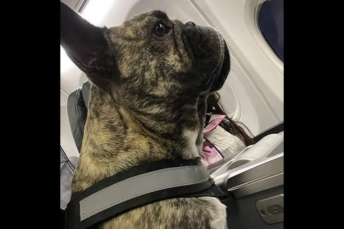 ¿Puede volar mi bulldog francés? Riesgos de hipoxia y termorregulación en avión