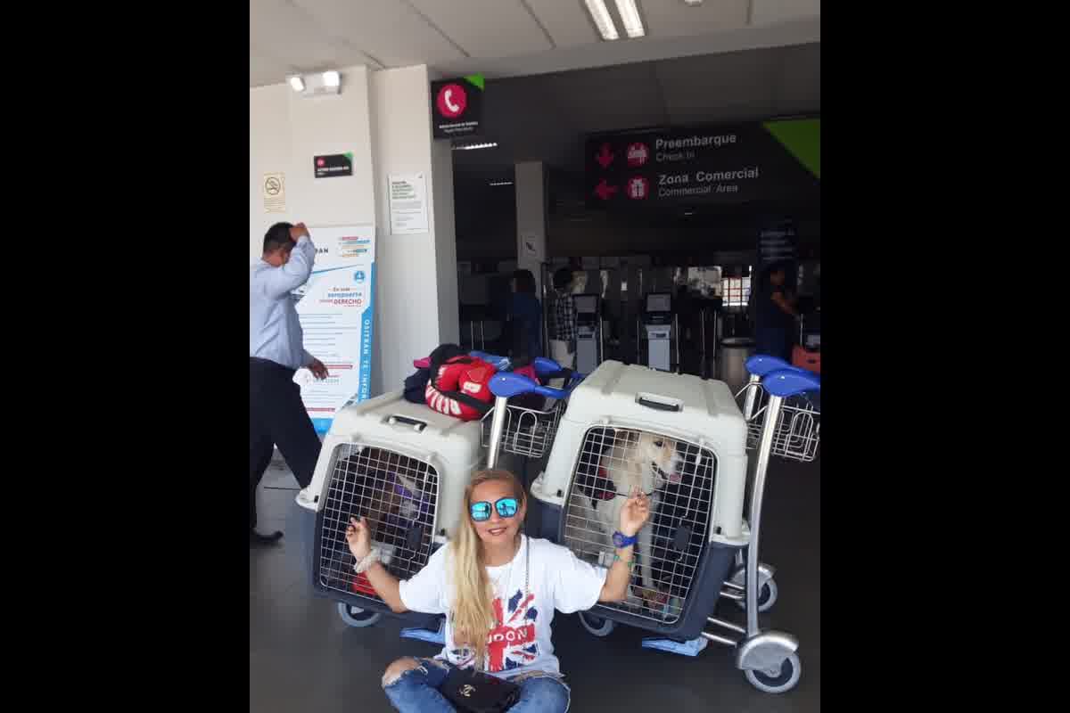 Perro a España desde Perú: microchip, vacuna antirrábica, serología 0,5 UI/mL y endoso SENASA