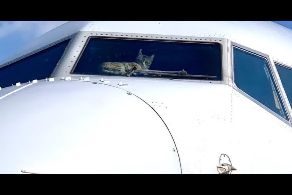 Gatos en cabina vs bodega: cuándo aplica cada opción en transporte aéreo internacional