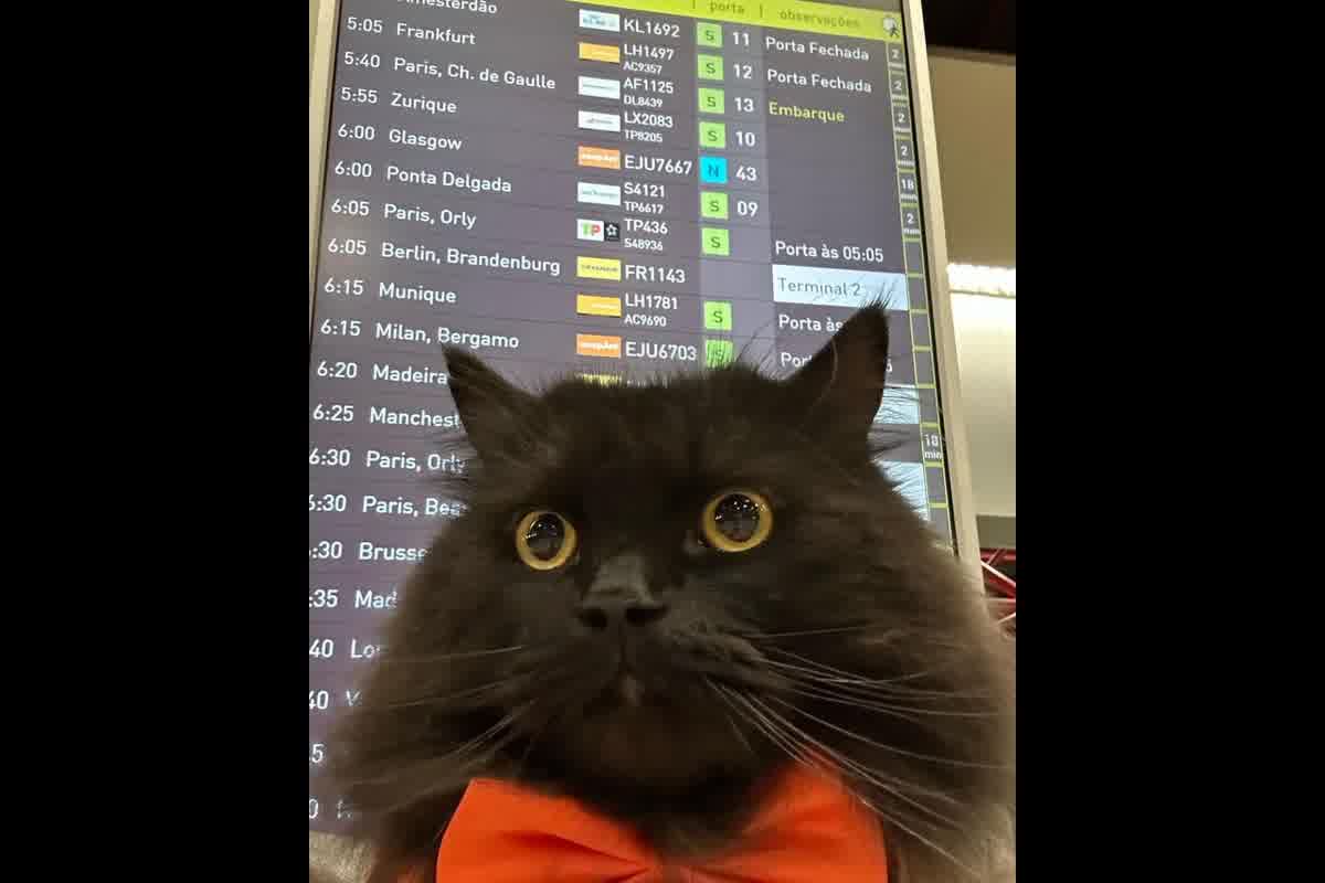 Llevar gato a Estados Unidos desde Perú 2026: requisitos federales y expediente SENASA