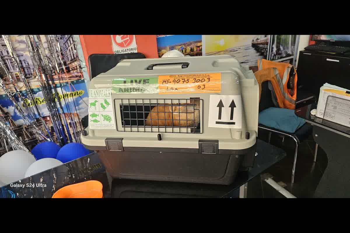 Ingreso de gatos a EE.UU.: qué exigen estados y aerolíneas además del federal