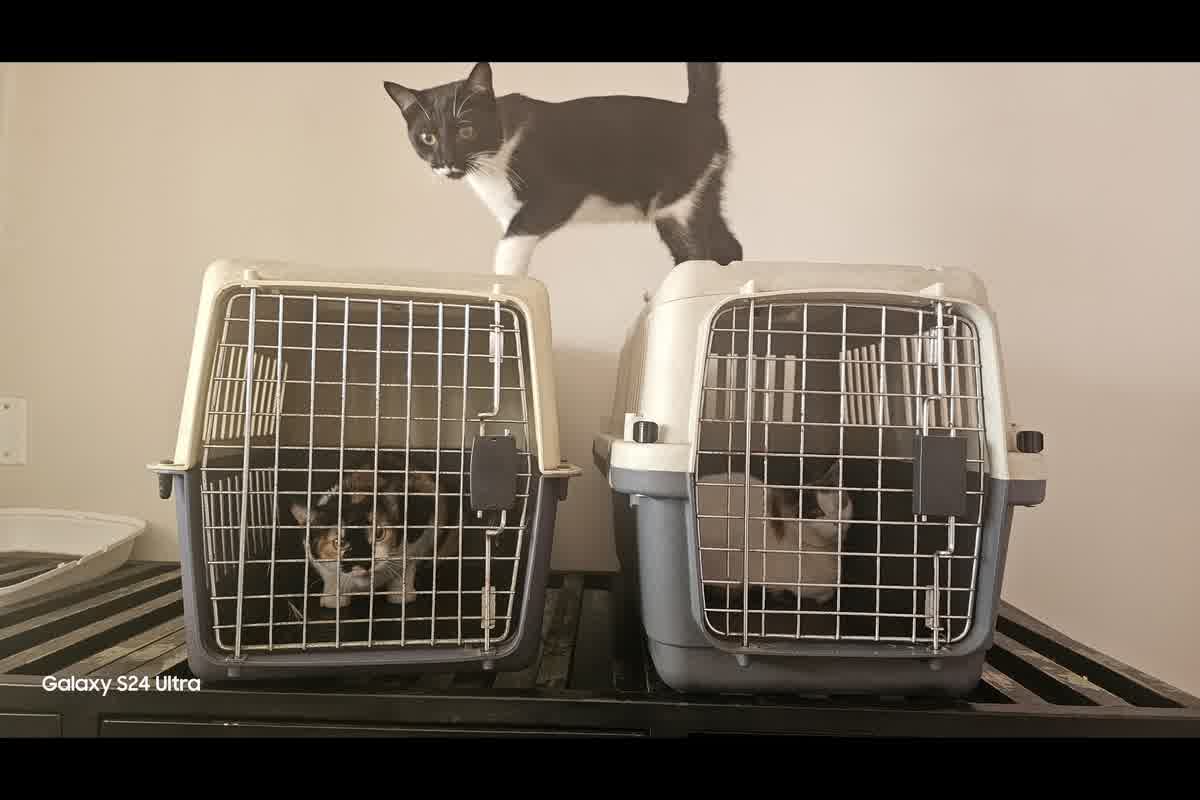 Consecuencias de viajar con mascota sin papeles: retención, cuarentena y deportación