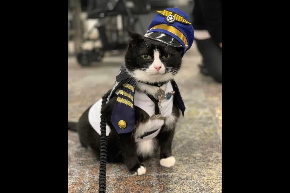 Documentación reglamentaria para exportar perros y gatos: requisitos por país