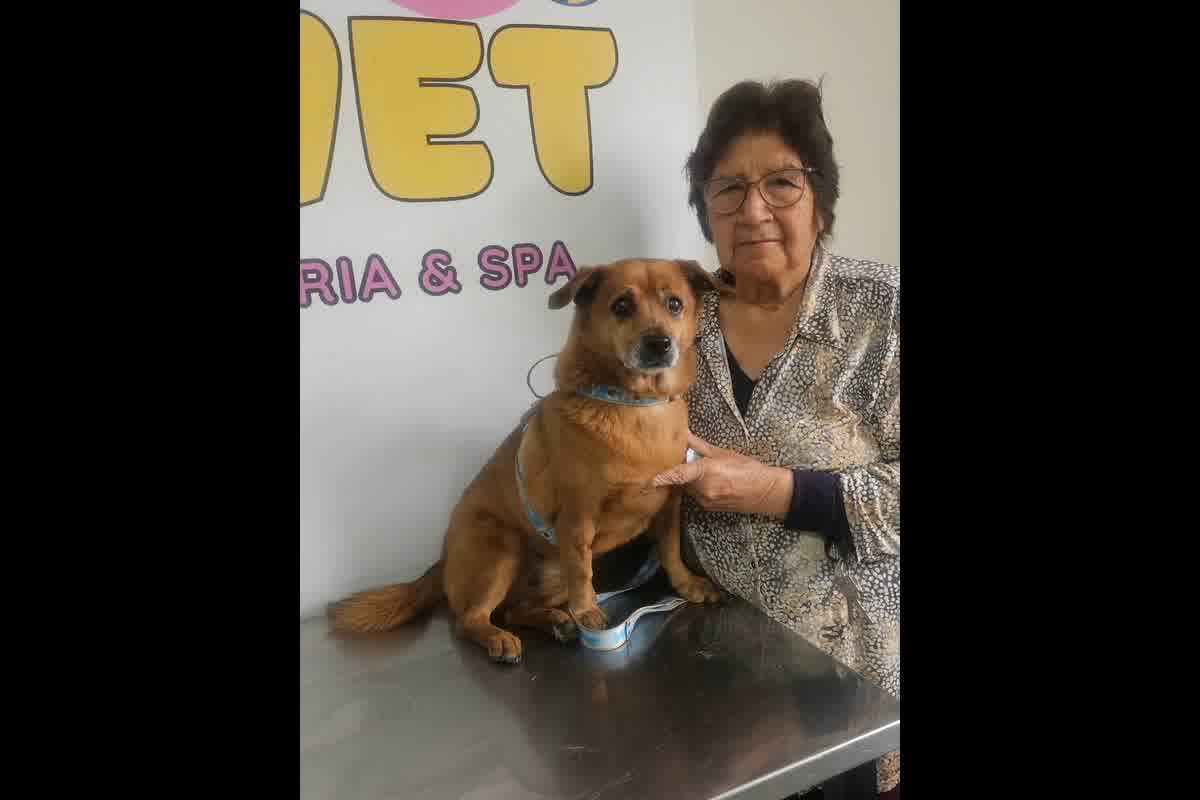 Cómo preparar a tu perro para un vuelo largo: preparación fisiológica y metabólica