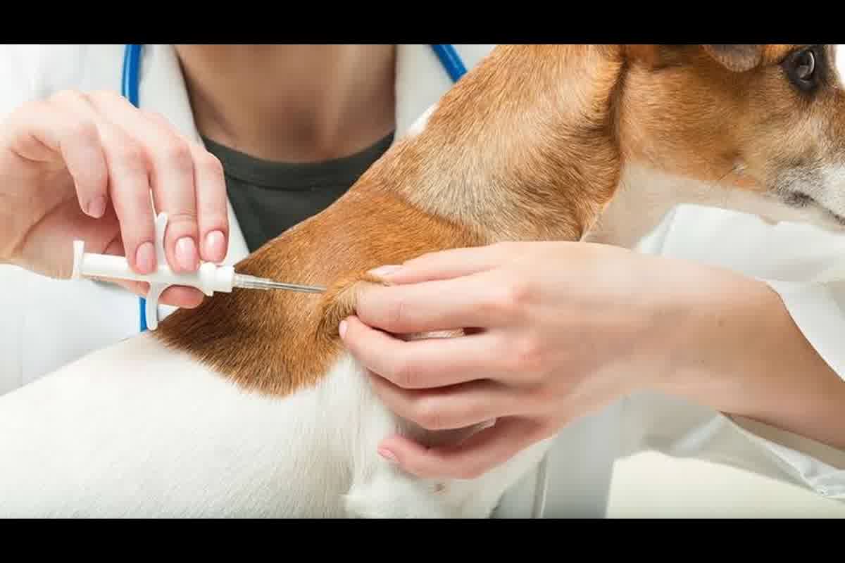 Requisitos internacionales de identificación con microchip en perros y gatos