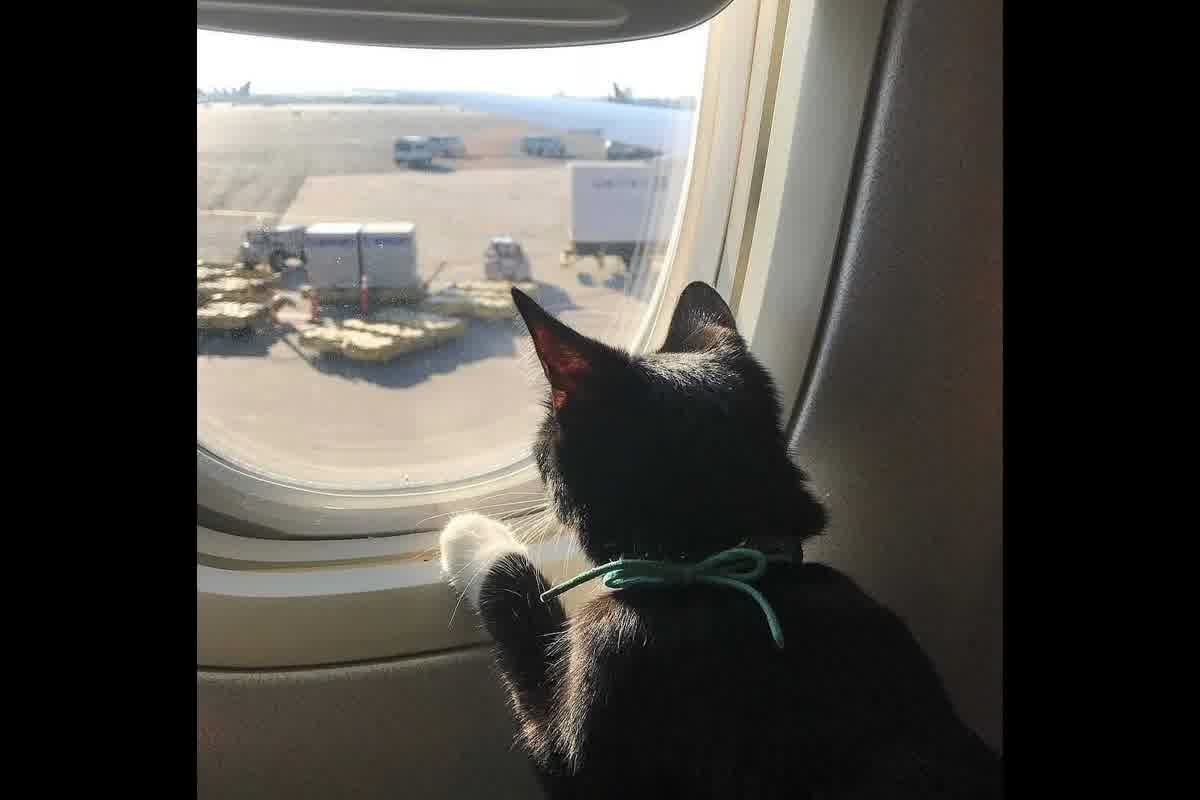 Señales de estrés en mascota durante viaje: identificación y manejo en vuelos internacionales