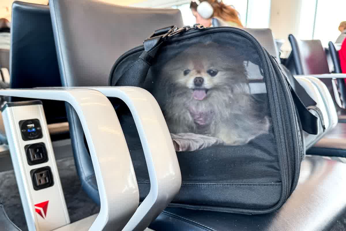 Estrés en perro o gato durante el transporte: protocolos de intervención técnica