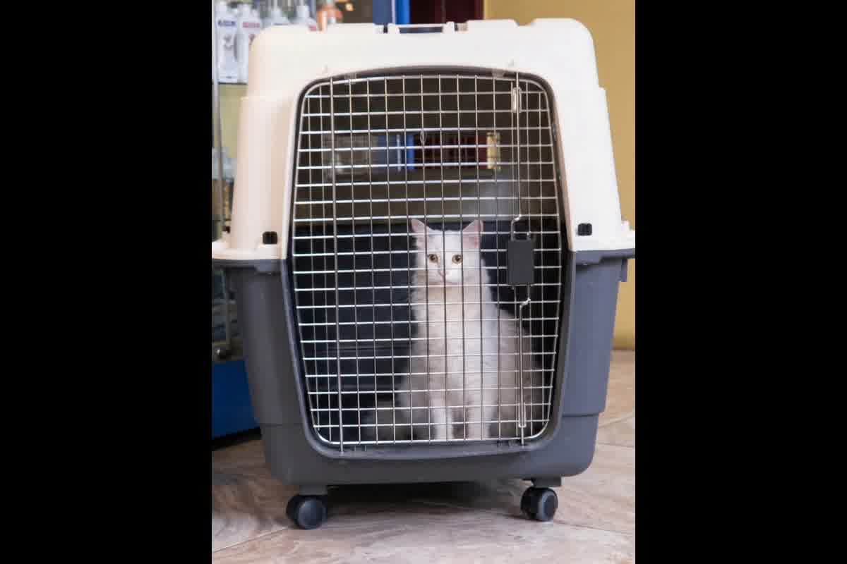 Transportín ideal para viajar en avión con mascota: medidas, materiales y normativa IATA