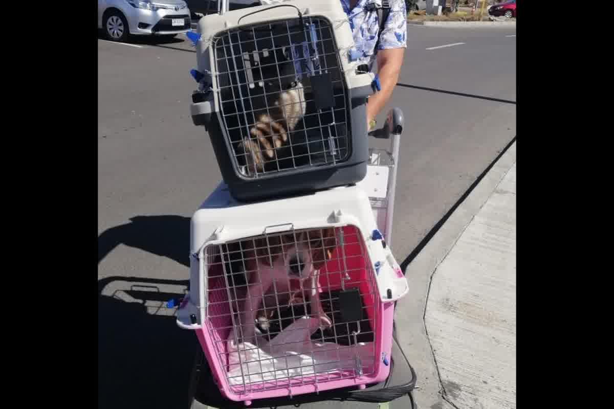 Errores frecuentes en transportín para perros y gatos en vuelos internacionales
