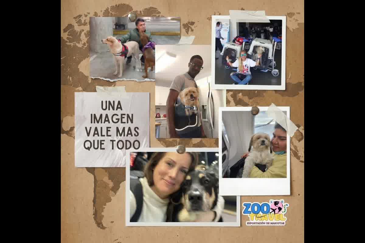 Exportación de mascotas desde Trujillo: importancia del veterinario con experiencia en documentación