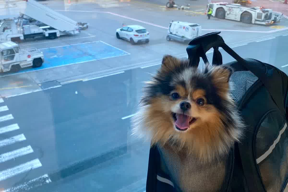 Viajar con mascotas a Australia: proceso estricto, RNATT, país intermediario y cuarentena Mickleham