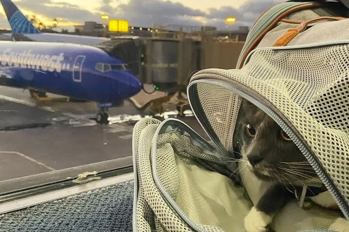 Requisitos DAFF para importar perros y gatos a Australia desde Perú