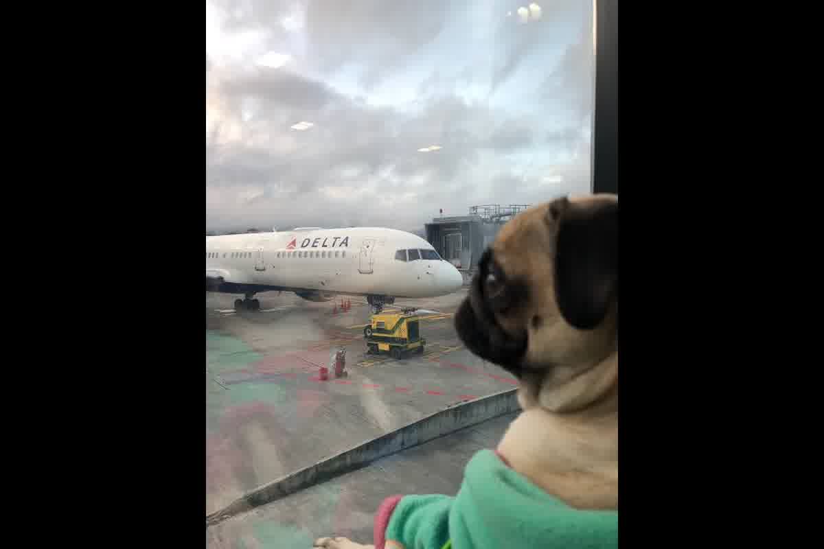 Viajar con Pug en avión: riesgos BOAS, hipoxia y manejo para vuelos seguros