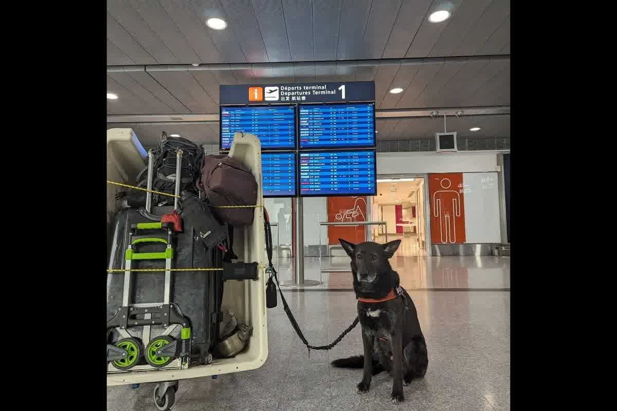 Viajar con perro senior: riesgos fisiológicos y logísticos después de los 8 años