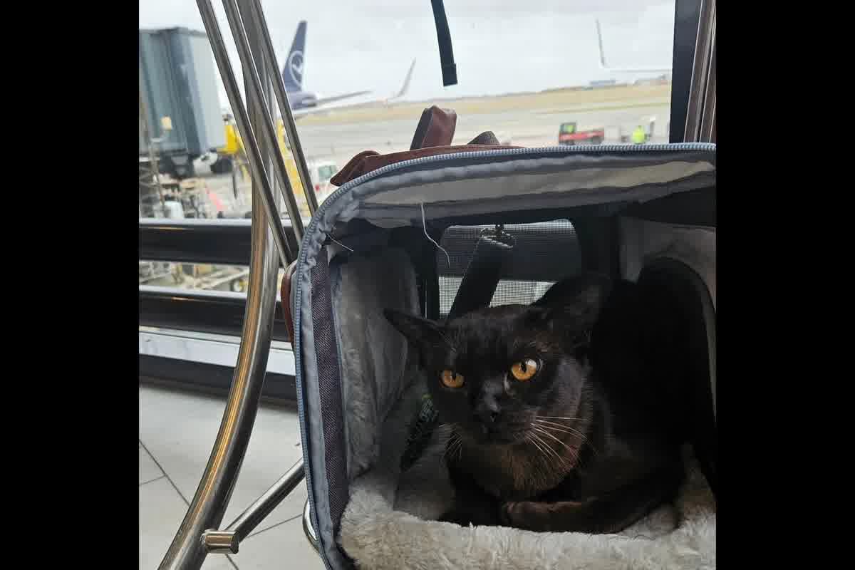 Cómo mudarse con mascotas a Canadá desde Perú: microchip, vacunación y gestión logística